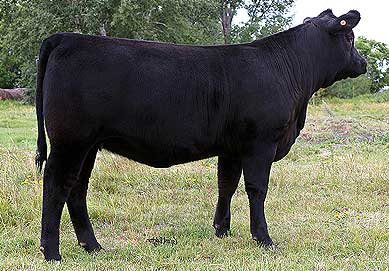 Hoff Ebony S C 726 034