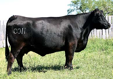 PRAIRIELANE 8116 ROSEBUD 0011