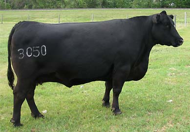 Prairielane 297E Rosebud 3050