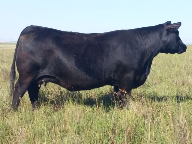 valleyhills belle wye 6j