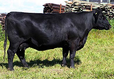 HF Evening Tinge 93T