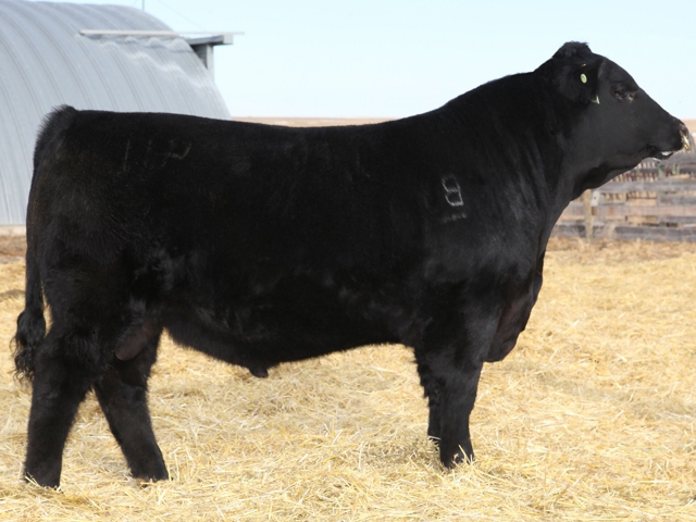 BJ�s 7091 Jilt 243