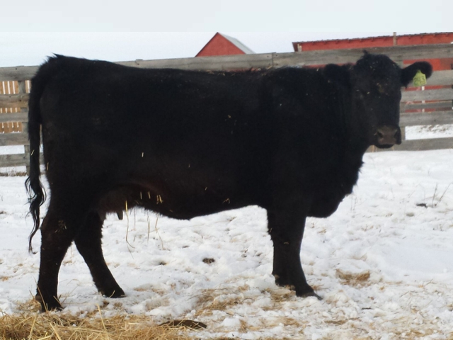 BJ�s 7091 Jilt 243