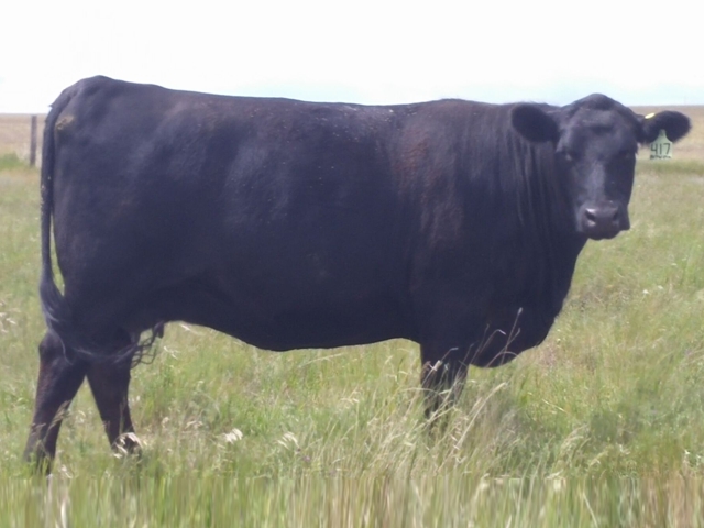 BJ�s Bulldozer 418