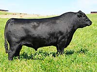 Connealy Consensus 7229