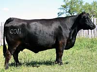 PRAIRIELANE 8116 ROSEBUD 0011