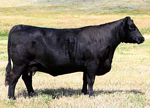 Hoff Ebony S C 726 034