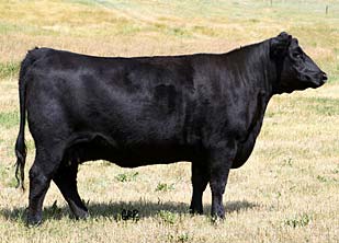 Hoff Idlwyld SC 534 300