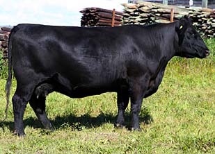 HF Evening Tinge 93T