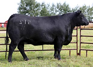 Hoff Bull S C 085 512