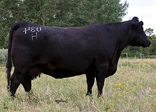 Hoff Ebony S C 726 034