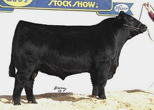 Hoff First Edition 058 242