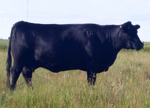 PRAIRIELANE 8116 ROSEBUD 0011