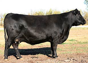 Frieso 2001M Prairie 0009