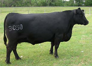 Prairielane 297E Rosebud 3050