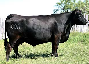 PRAIRIELANE 8116 ROSEBUD 0011