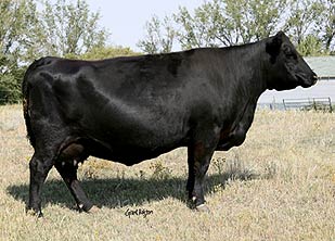 valleyhills belle wye 6j