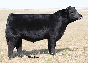 hoff limited edition sc 594