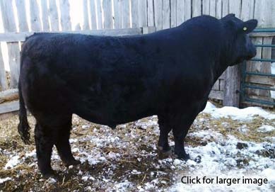 Young Dale Xcaliber 32X