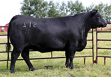 HOFF BULL SC 085 512