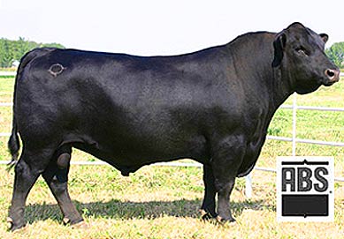 Buffalo's Conclusive BN46