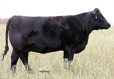 BELVIN LADY BLOSSOM 64'04