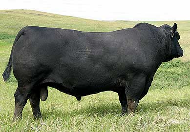 Hoff Limited Edition sc 594