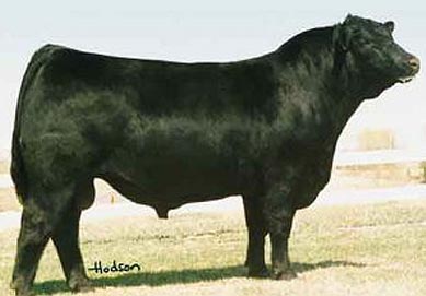 Buffalo's Conclusive BN46