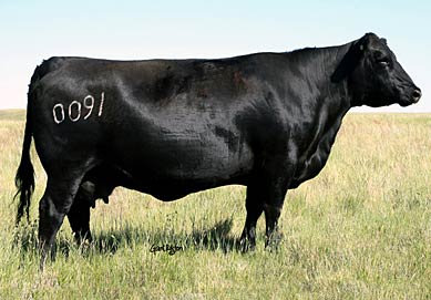 Frieso 0091K Prairie 7081