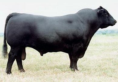 Buffalo's Conclusive BN46