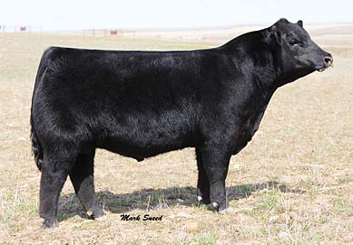 Buffalo's Conclusive BN46