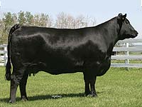 Belvin Lady Blossom 22'02