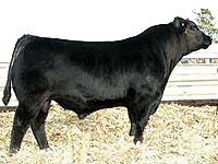 BUFFALO'S CONCLUSIVE BN46