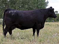 HOFF EBONY SC 726 034