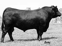 HOFF HEAD OF THE CLASS SC 534