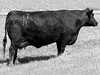 Hoff Princess Eileen 391 017