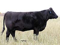 belvin lady blossom 64'04