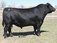 HARB PENDLETON 756 J H