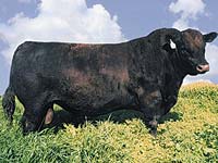 S S Traveler 6807 T510