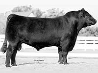 EXAR SUDDEN IMPACT 1537